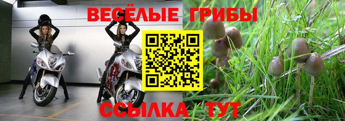 Псилоцибиновые грибы Psilocybe  купить наркотик  Каменск-Уральский 